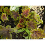 Гейхера Меркурий (Heuchera Mercury)