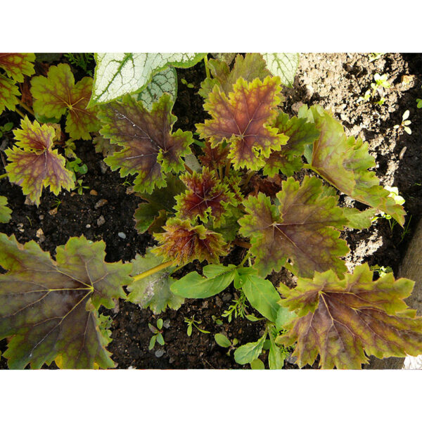 Гейхера Меркурий (Heuchera Mercury) купить Гейхера Меркурий (Heuchera Mercury)