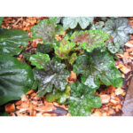 Гейхера Меркурий (Heuchera Mercury)