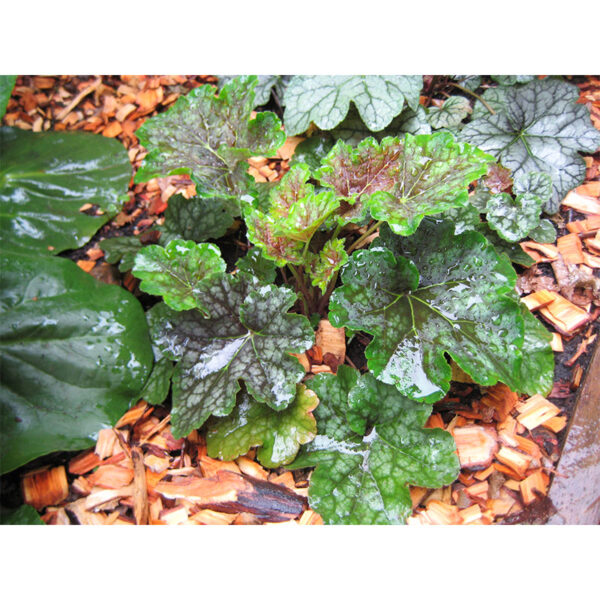 фото Гейхера Меркурий (Heuchera Mercury)