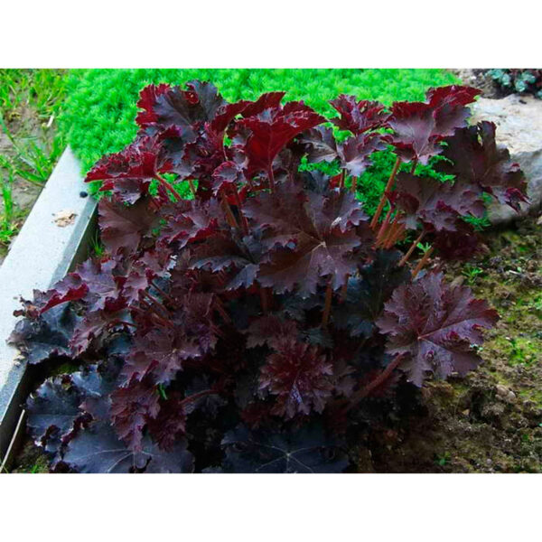 Гейхера Миднайт Раффлс (Heuchera Midnight Ruffles, Полуночные Оборки) фото Гейхера Миднайт Раффлс (Heuchera Midnight Ruffles, Полуночные Оборки)