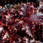 Гейхера Миднайт Раффлс (Heuchera Midnight Ruffles, Полуночные Оборки)