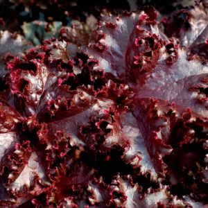 описание и уход за Гейхера Миднайт Раффлс (Heuchera Midnight Ruffles, Полуночные Оборки)