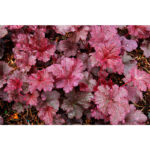фото Гейхера Миднайт Роуз (Полуночная Роза, Heuchera hybrida Midnight Rose)