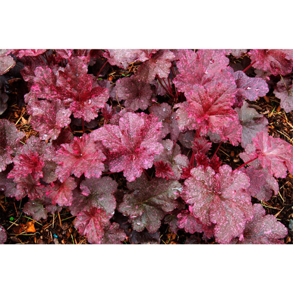 Гейхера Миднайт Роуз (Полуночная Роза, Heuchera hybrida Midnight Rose) фото Гейхера Миднайт Роуз (Полуночная Роза, Heuchera hybrida Midnight Rose)