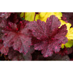 Гейхера Миднайт Роуз (Полуночная Роза, Heuchera hybrida Midnight Rose)