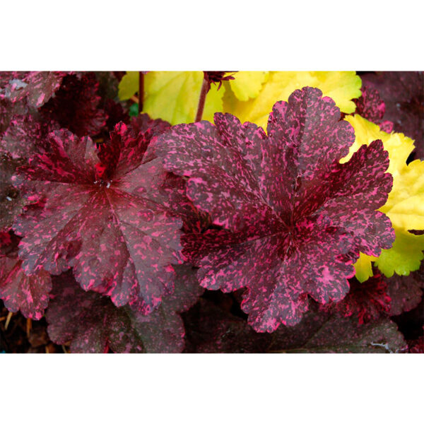 растения Гейхера Миднайт Роуз (Полуночная Роза, Heuchera hybrida Midnight Rose)