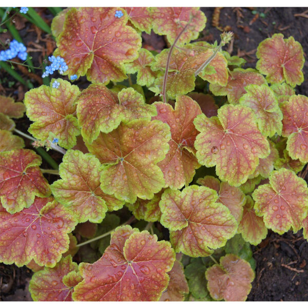 Гейхера Миракл (Heuchera Miracle) фото Гейхера Миракл (Heuchera Miracle)