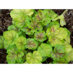 Гейхера Миракл (Heuchera Miracle)
