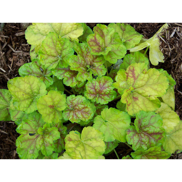 купить Гейхера Миракл (Heuchera Miracle)