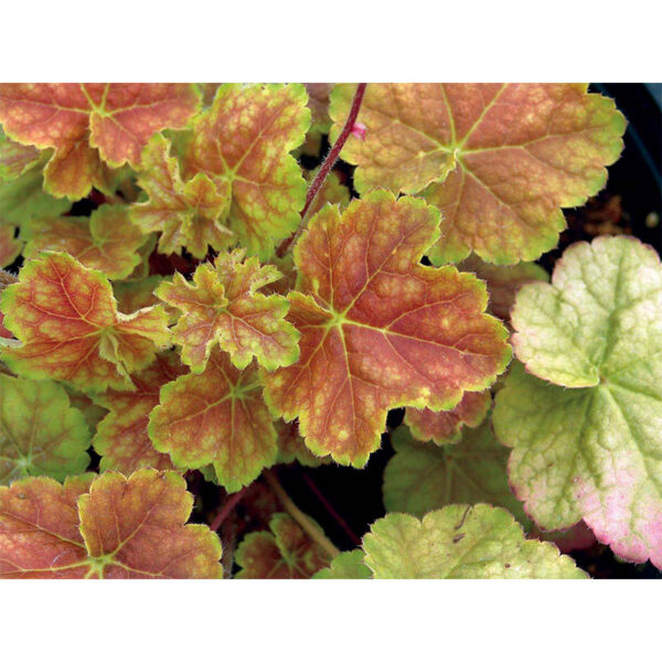 кустарник Гейхера Миракл (Heuchera Miracle)