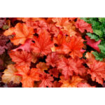 Гейхера Паприка (Heuchera hybrida Paprika)