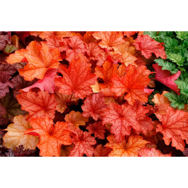 Гейхера Паприка (Heuchera hybrida Paprika) купить Гейхера Паприка (Heuchera hybrida Paprika)