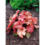 Гейхера Паприка (Heuchera hybrida Paprika)