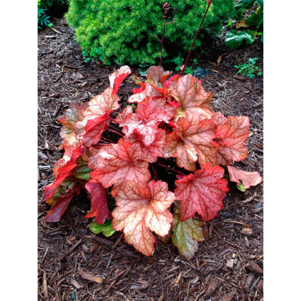 цена Гейхера Паприка (Heuchera hybrida Paprika)