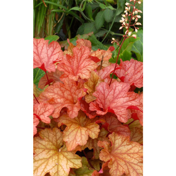 фото Гейхера Паприка (Heuchera hybrida Paprika)