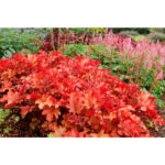 Гейхера Пич Крисп (Heuchera hybrida Peach Crisp)