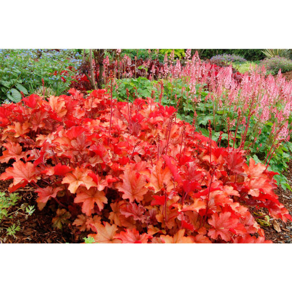 купить Гейхера Пич Крисп (Heuchera hybrida Peach Crisp)