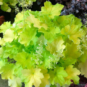 купить Гейхера Pistache (Heuchera villosa Pistache)