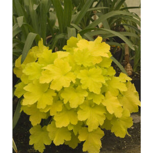описание Гейхера Pistache (Heuchera villosa Pistache)