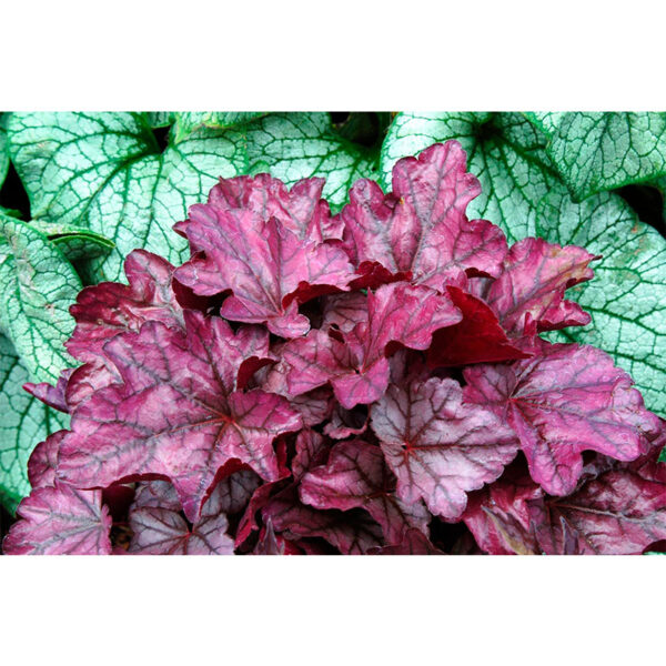 купить Гейхера Плам Роял (Heuchera hybrida Plum Royale)