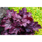 Гейхера Плам Роял (Heuchera hybrida Plum Royale)
