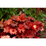 Гейхера Рио (Heuchera hybrida Rio)
