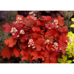 Гейхера Рио (Heuchera hybrida Rio)