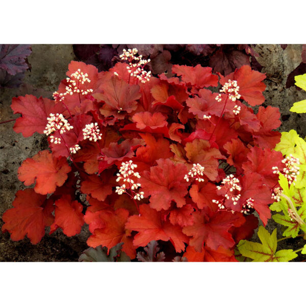 фото Гейхера Рио (Heuchera hybrida Rio)