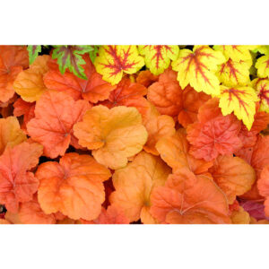 фото Гейхера Саузен Комфорт (Heuchera Southern Comfort, Южный Комфорт)