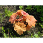 Гейхера Саузен Комфорт (Heuchera Southern Comfort, Южный Комфорт)
