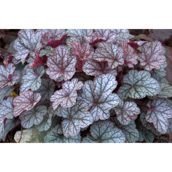 Гейхера Серебряные свитки (Heuchera hybrida Silver scrolls) вечнозеленое растение Гейхера Серебряные свитки (Heuchera hybrida Silver scrolls)