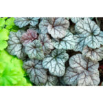Гейхера Серебряные свитки (Heuchera hybrida Silver scrolls)