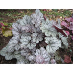 Гейхера Серебряные свитки (Heuchera hybrida Silver scrolls)