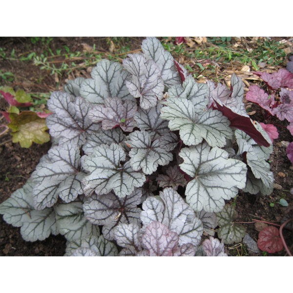 купить Гейхера Серебряные свитки (Heuchera hybrida Silver scrolls)