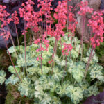 многолетник Гейхера Сноу Энджел (Heuchera Snow Angel, Снежный Ангел)