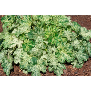 фото Гейхера Сноу Энджел (Heuchera Snow Angel, Снежный Ангел)