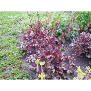 купить Гейхера Сторми Сис (Heuchera Stormy Seas, Штормовое Море)