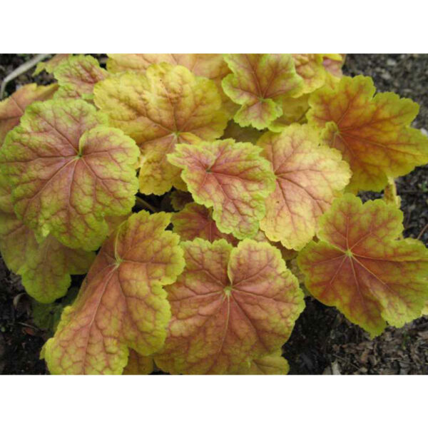 Гейхера Тара (Heuchera Tara) описание и уход Гейхера Тара (Heuchera Tara)