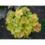 Гейхера Тара (Heuchera Tara)