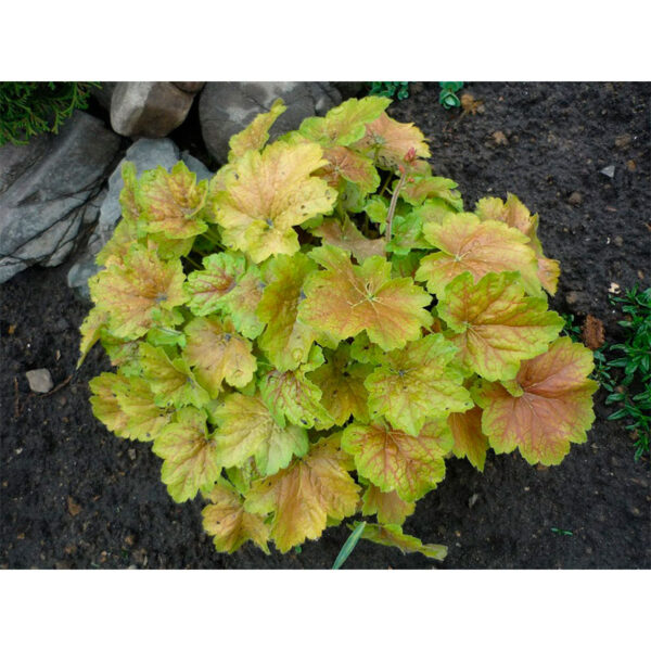 фото Гейхера Тара (Heuchera Tara)