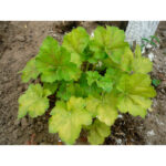 Гейхера Тара (Heuchera Tara)