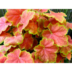фото Гейхера Тирамису (Heuchera Tiramisu PBR)