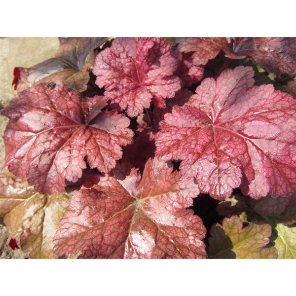 фото Гейхера Вельвет Найт (Heuchera Velvet Night, Бархатная Ночь)