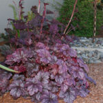 Гейхера Вельвет Найт (Heuchera Velvet Night, Бархатная Ночь)