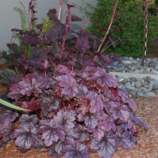 кустарник Гейхера Вельвет Найт (Heuchera Velvet Night, Бархатная Ночь)