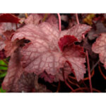 Гейхера Вельвет Найт (Heuchera Velvet Night, Бархатная Ночь)