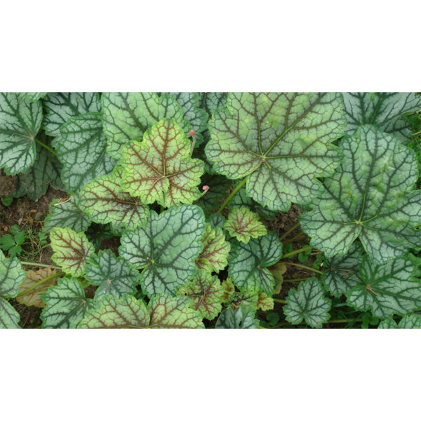 Гейхера Венус (Heuchera Venus, Венера) фото Гейхера Венус (Heuchera Venus, Венера)
