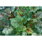 Гейхера Венус (Heuchera Venus, Венера)