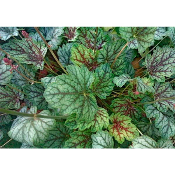 купить Гейхера Венус (Heuchera Venus, Венера)